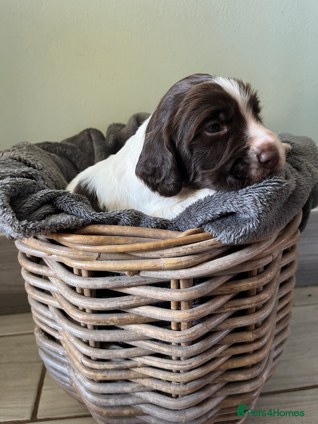 Sprocker dogs for sale: Sprockers  - Image 9