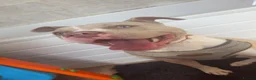 American Bulldog dogs for sale: Female American bulldog  in Grimsby - Advert 1