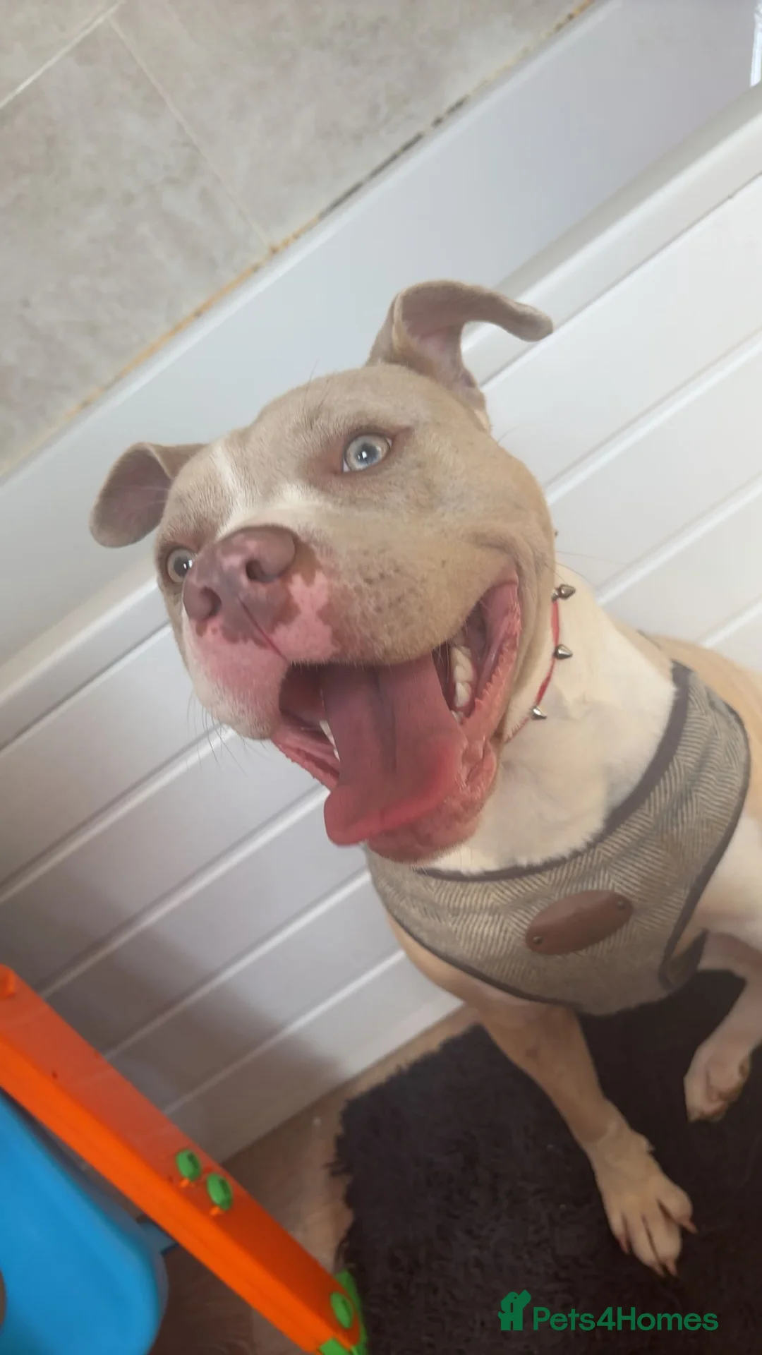 American Bulldog dogs for sale: Female American bulldog  in Grimsby - Advert 1