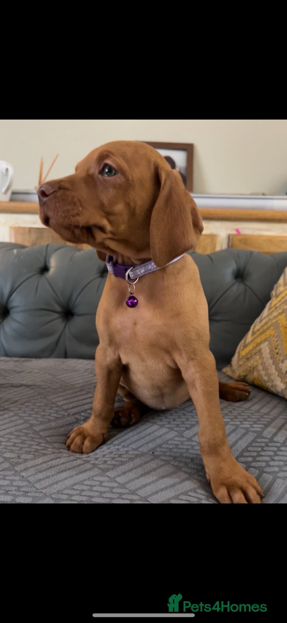 Hungarian Vizsla dogs Ready now KC Hungarian Vizsla Puppies  - Advert 1