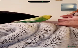 Budgerigars birds for sale: 2 beautiful budgies - Image 2