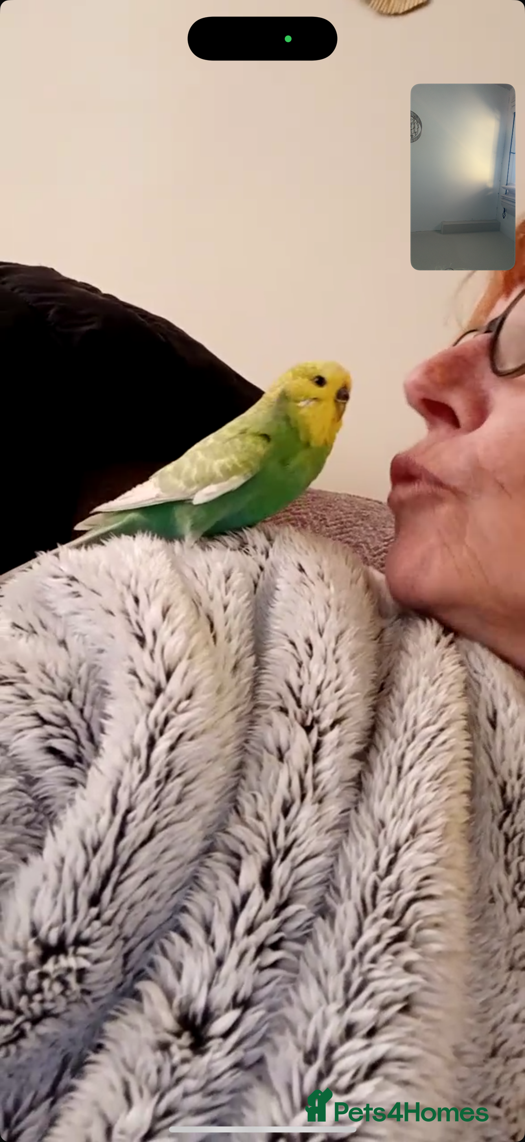 Budgerigars birds for sale: 2 beautiful budgies - Image 2