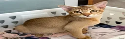 Burmese cats for sale: Magic and Basil are stunning Asian boys.  in Plymouth - Advert 5