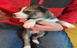 Siberian Husky dogs for sale: Siberian husky pups  - Advert 20