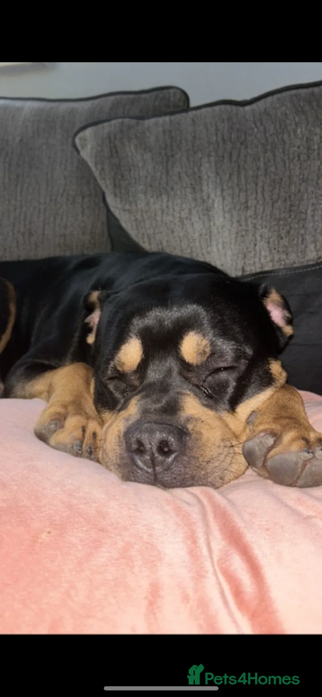 Mixed Breed invertebrates for sale: 15 month old Rottweiler cross - Advert 1