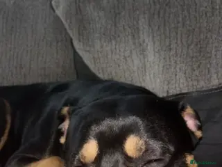 Mixed Breed invertebrates 15 month old Rottweiler cross - Advert 4