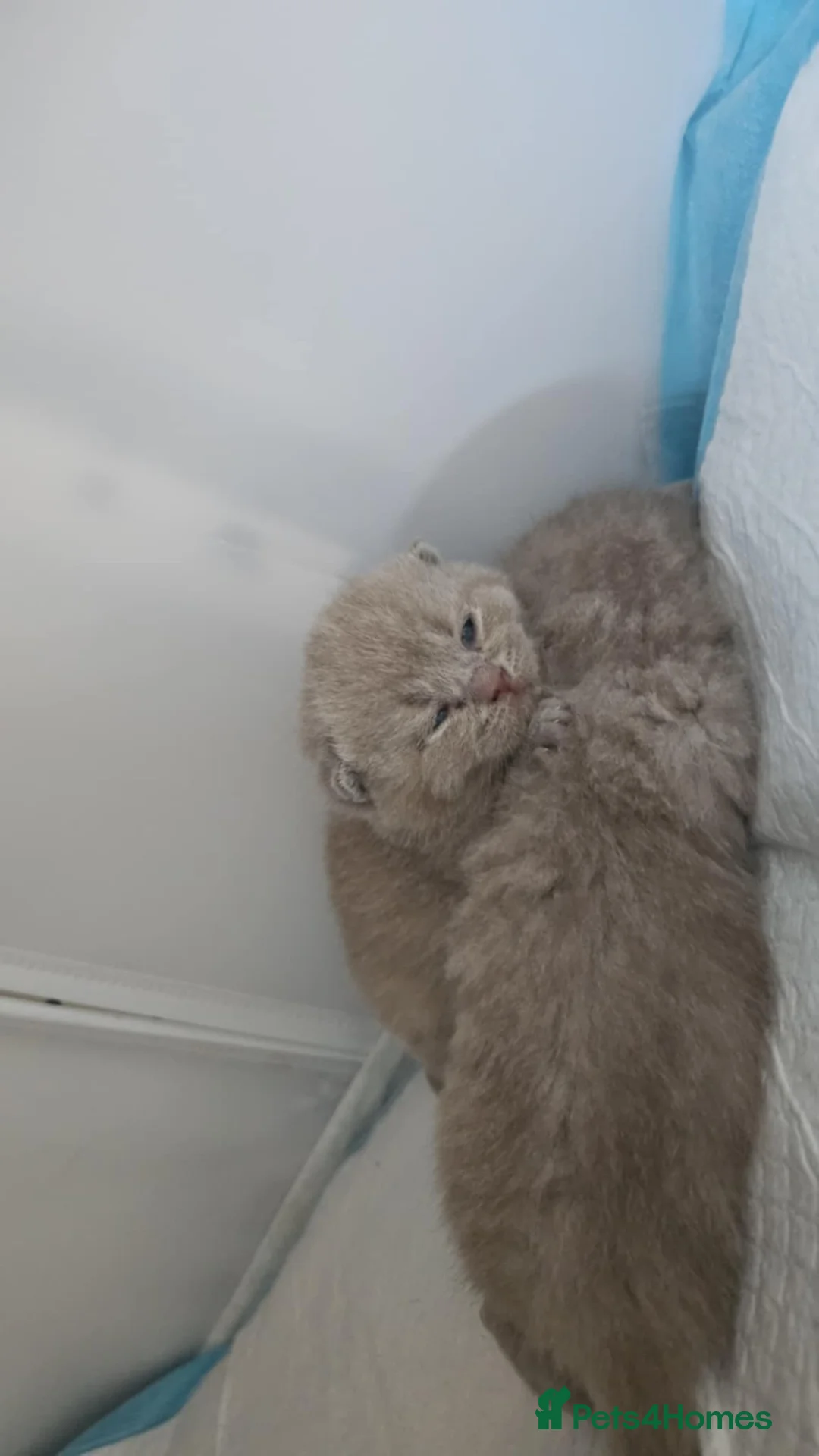 British Shorthair cats for sale: ✨ Stunning British Shorthair Kittens Available ✨ - Advert 12