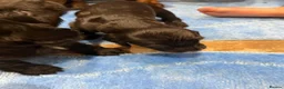 Cocker Spaniel dogs for sale: Cocker spaniel puppies - Advert 13