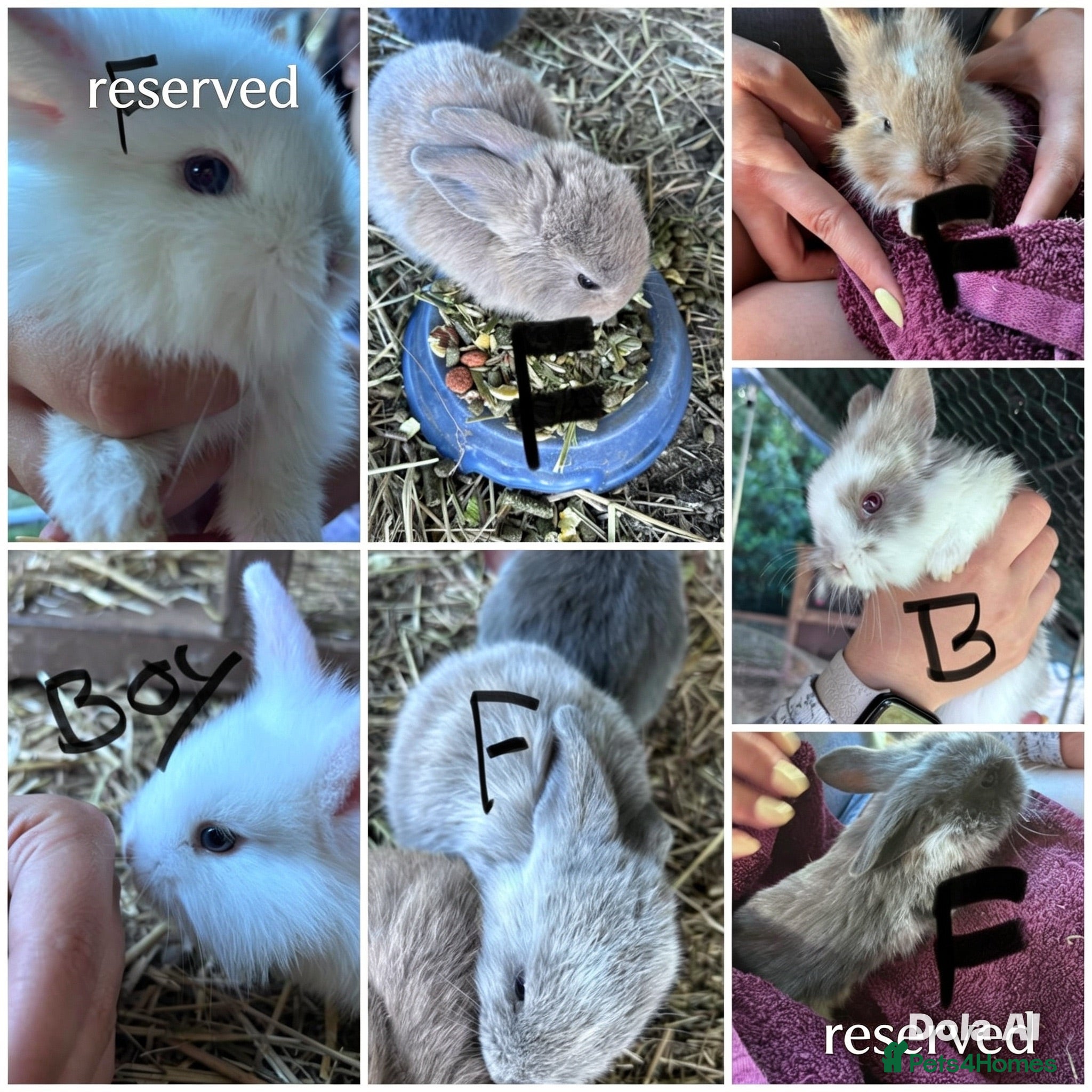 Mixed Breed rabbits Mixed lionhead/ mini loop rabbits  - Advert 22