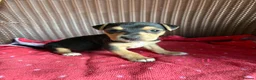 Jack Russell dogs for sale: Jack Russell puppies  - Advert 25