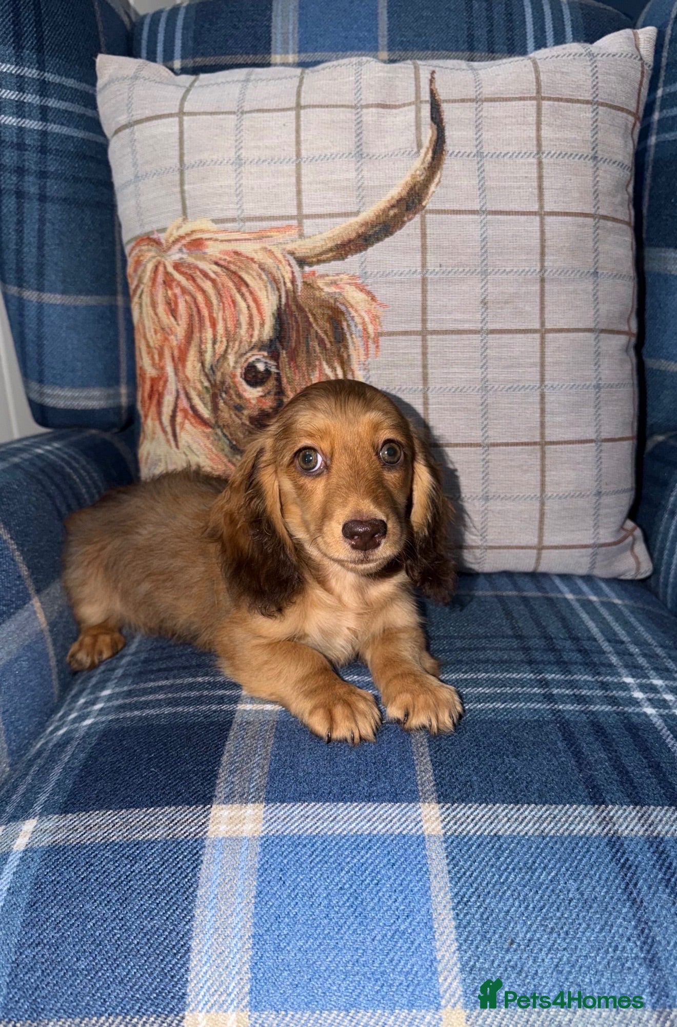Miniature Dachshund dogs 🩷Stunning Long Haired Mini Dachshunds💙 - Advert 2
