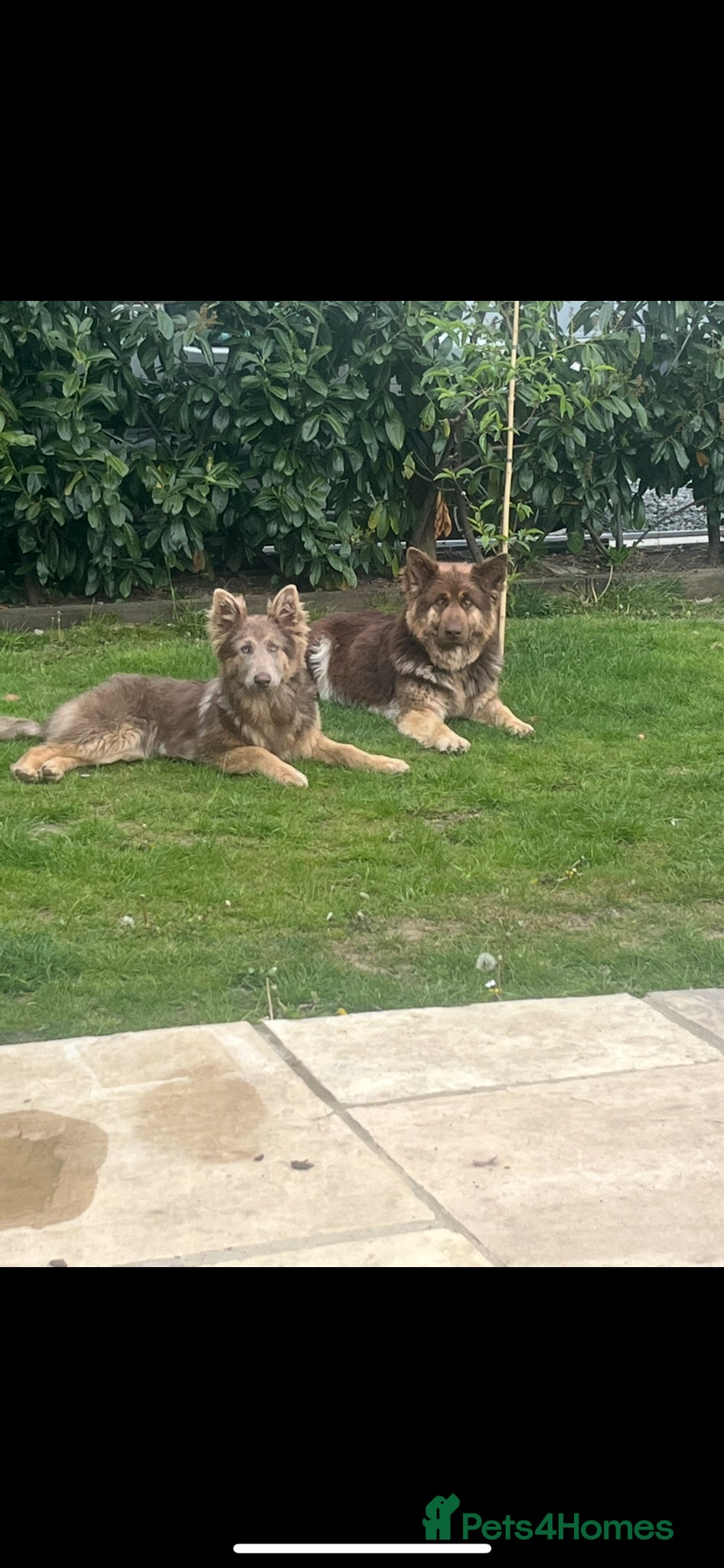 German Shepherd dogs RARE Elite Working GSD German shepherd puppy’s  - Advert 1