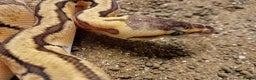 Python Snake reptiles for sale: Royal Python Juvenile Available for Sale - Advert 3