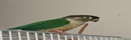 Conures birds for sale: Pickle the green cheek conure  - Advert 1