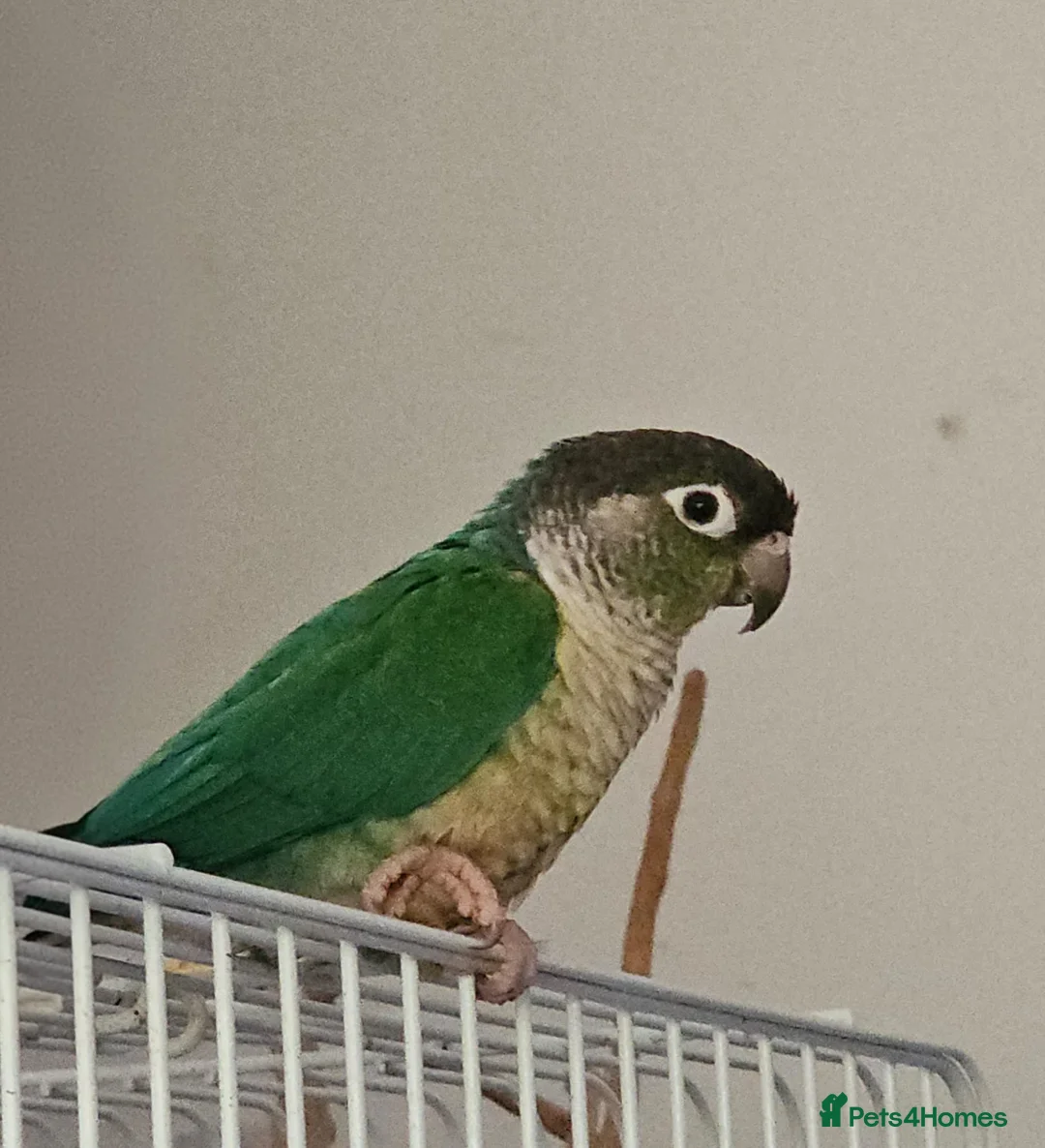 Conures birds for sale: Pickle the green cheek conure  - Advert 1