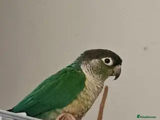 Conures birds Pickle the green cheek conure - Advert 4