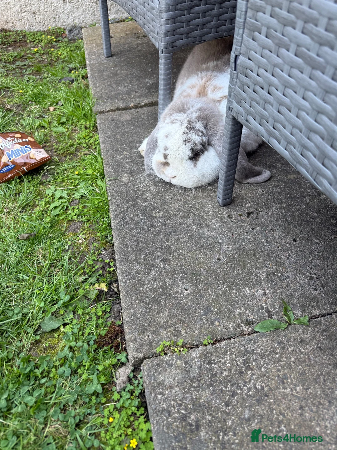 French Lop rabbits for sale: French lop up for rehome in Atherstone - Advert 1