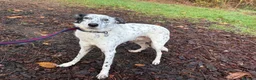 Mixed Breed dogs for adoption: Jessie - Norwich Norfolk  in Norwich - Advert 5