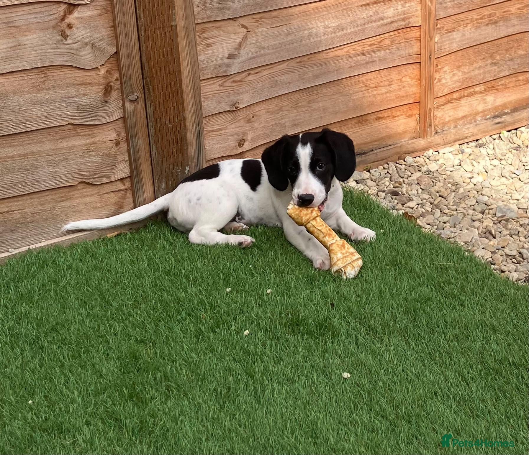 Sprollie dogs Puppy for unfortunate sale  - Advert 1