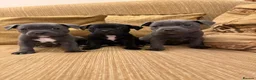 Staffordshire Bull Terrier dogs for sale: KC Registered Staffordshire Bull Terrier Puppies. - Advert 3