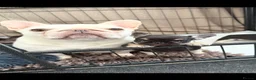 French Bulldog dogs for sale: Stunning Black and Tan French Bulldog puppies  - Advert 8
