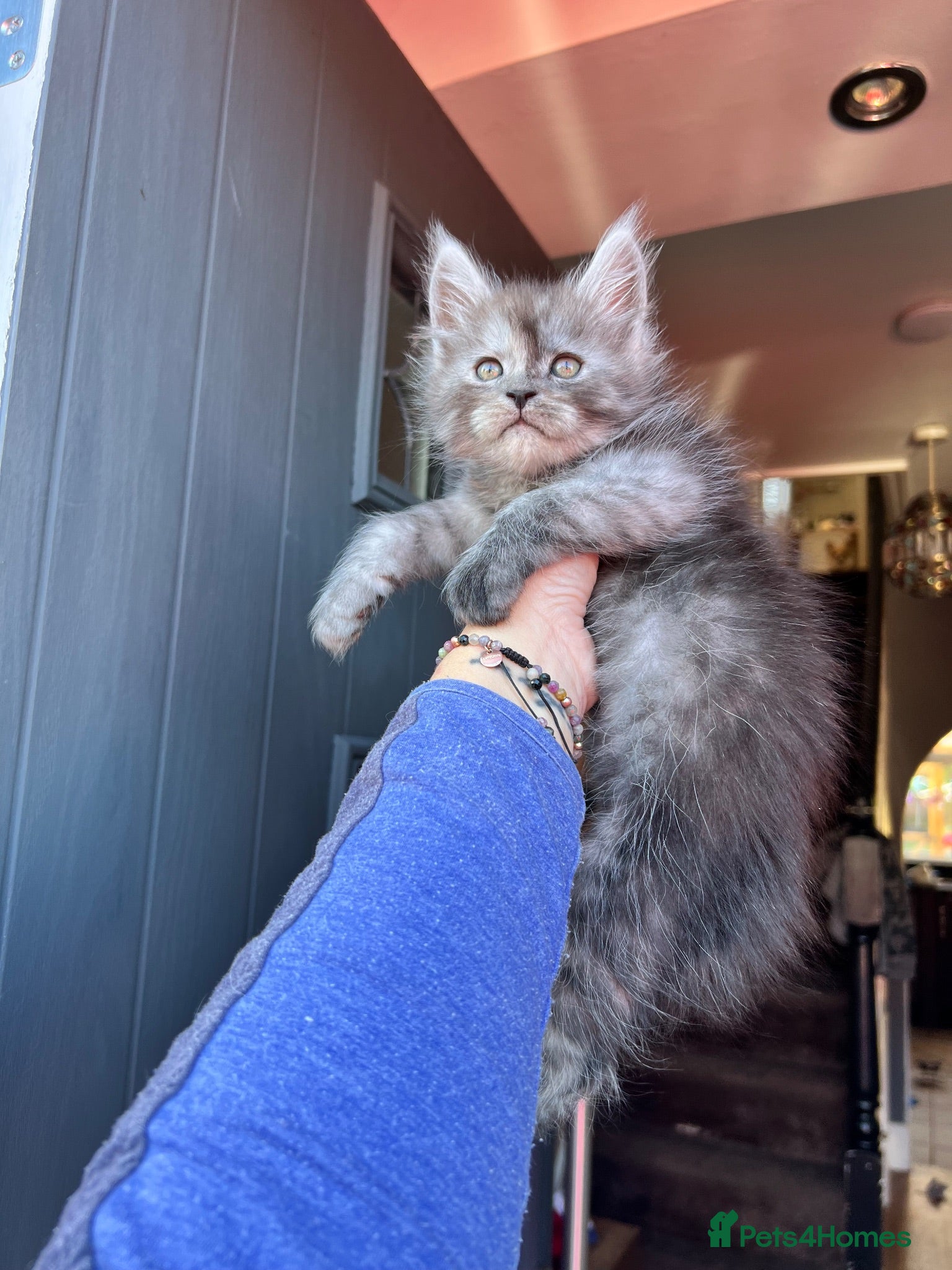 Maine Coon cats TICA registred Maine coon kittens. Rare colours  - Advert 1