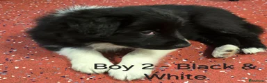 Border Collie 3 - Boy 2 Green collar