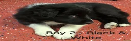 Border Collie dogs for sale: Purebred Border Collie Pups to go to forever home! - Advert 2