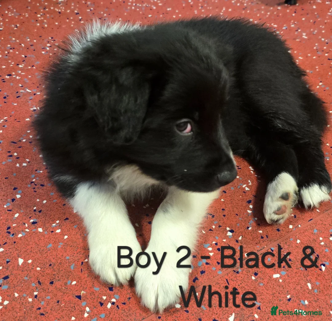 Border Collie dogs for sale: Purebred Border Collie Pups to go to forever home! - Advert 2