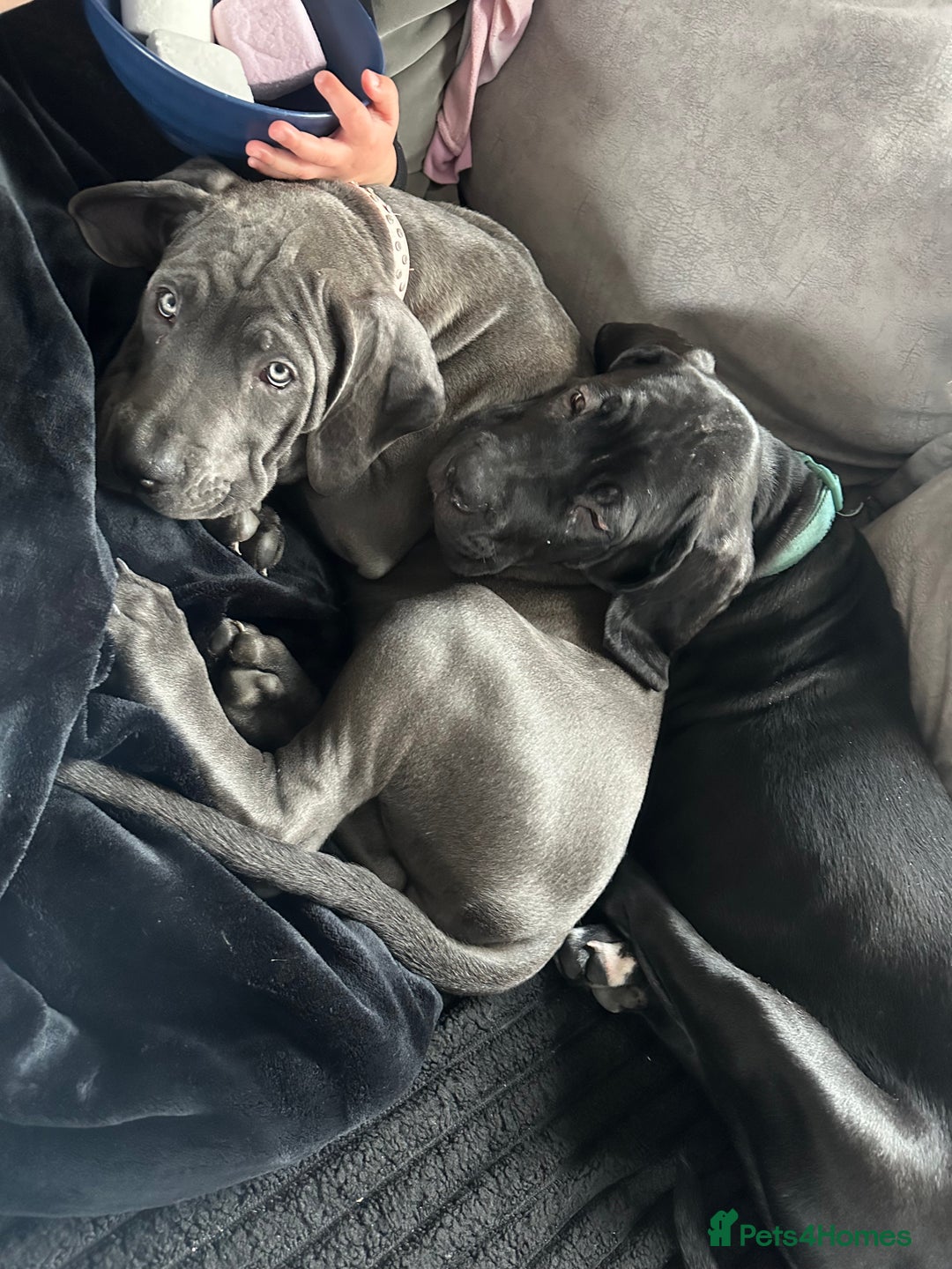 Mixed Breed dogs for sale: Cane corso/great Dane🐾 13weeks old - Advert 10