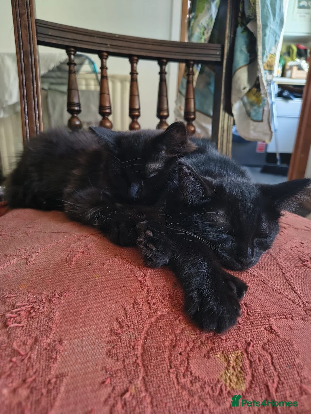 Mixed Breed cats for sale: Polydactyl Kitten - Advert 1