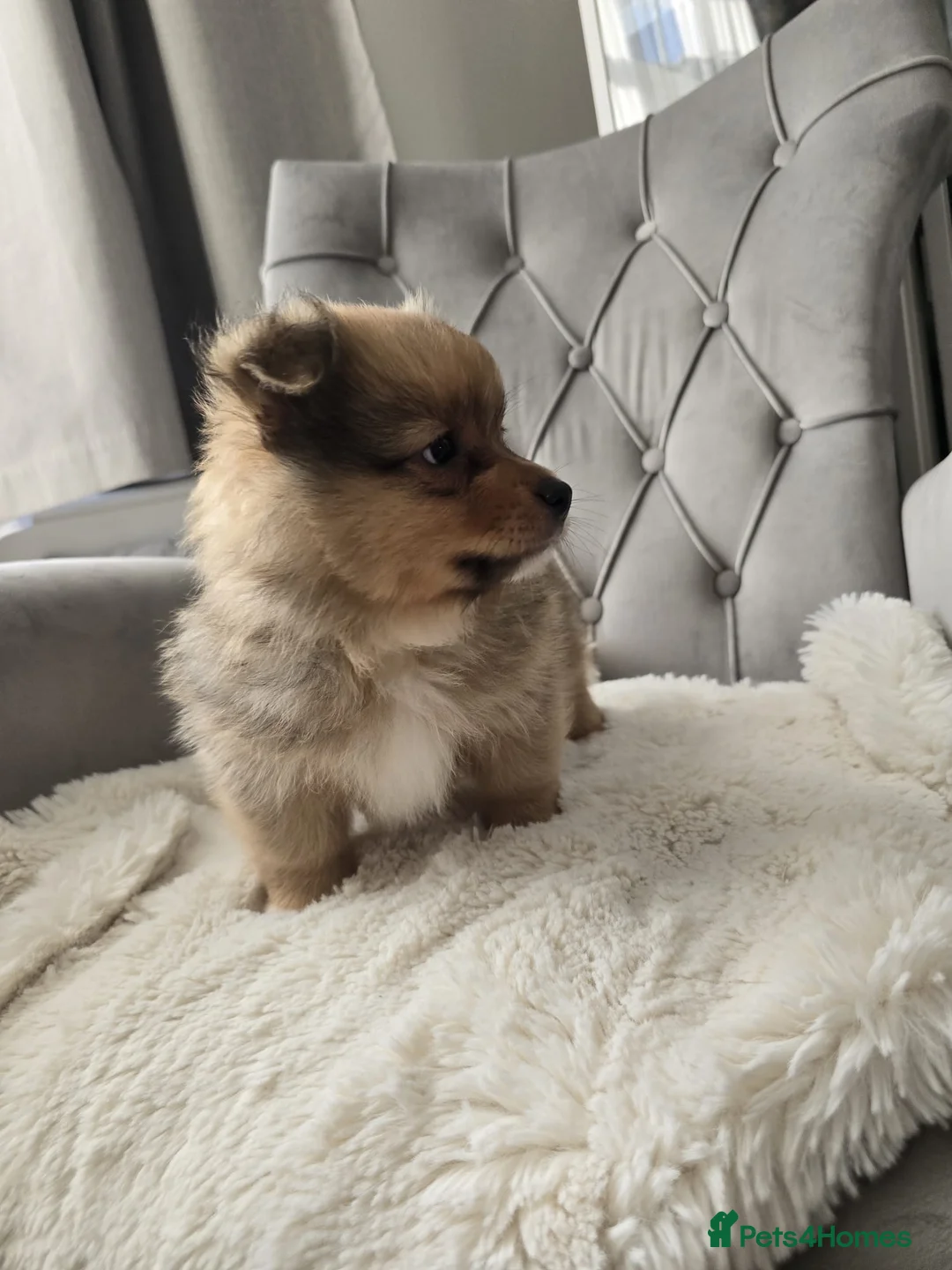 Pomeranian dogs for sale: Pomeranian Fox face - Advert 18