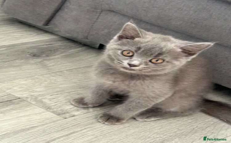 British Shorthair cats - Advert 1