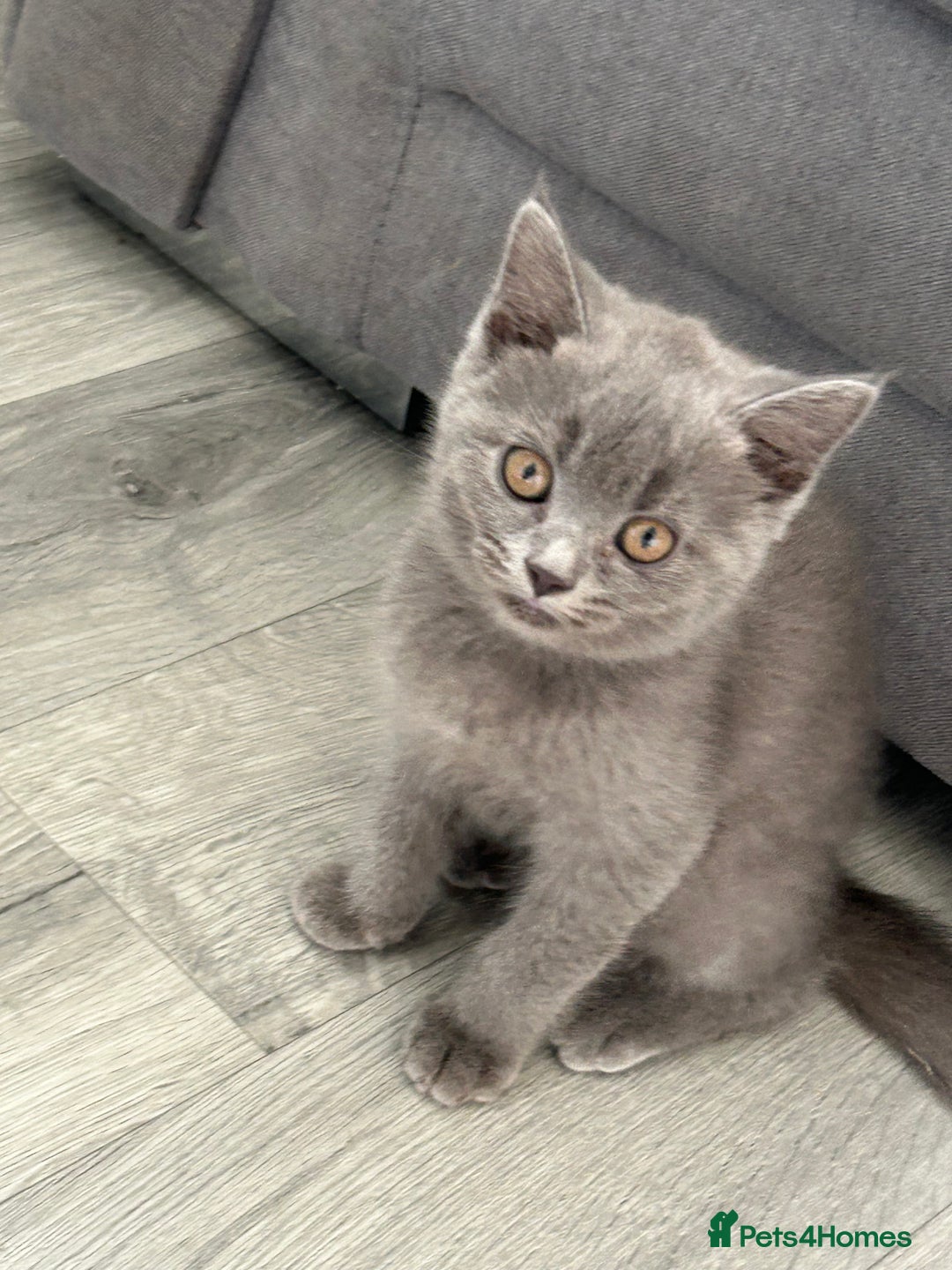 British Shorthair cats for sale: British shorthair kittens  - Image 1