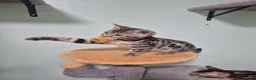 Bengal cats for sale: Brown Charcoal Bengals – Girl & Boy – Reserve🥰 - Advert 6