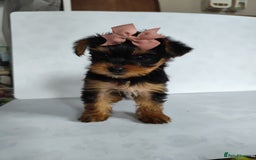 Yorkshire Terrier dogs for sale: Beautiful Mini Yorkshire Terrier puppies - Image 18
