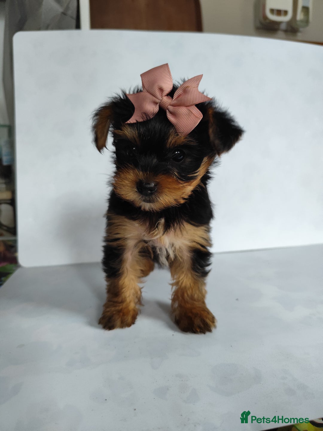 Yorkshire Terrier dogs for sale: Beautiful Mini Yorkshire Terrier puppies - Image 18