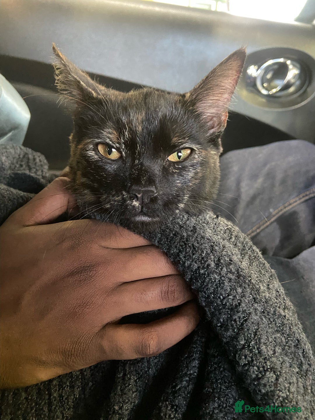 Mixed Breed cats for sale: Two siblings need rehoming  - Image 4