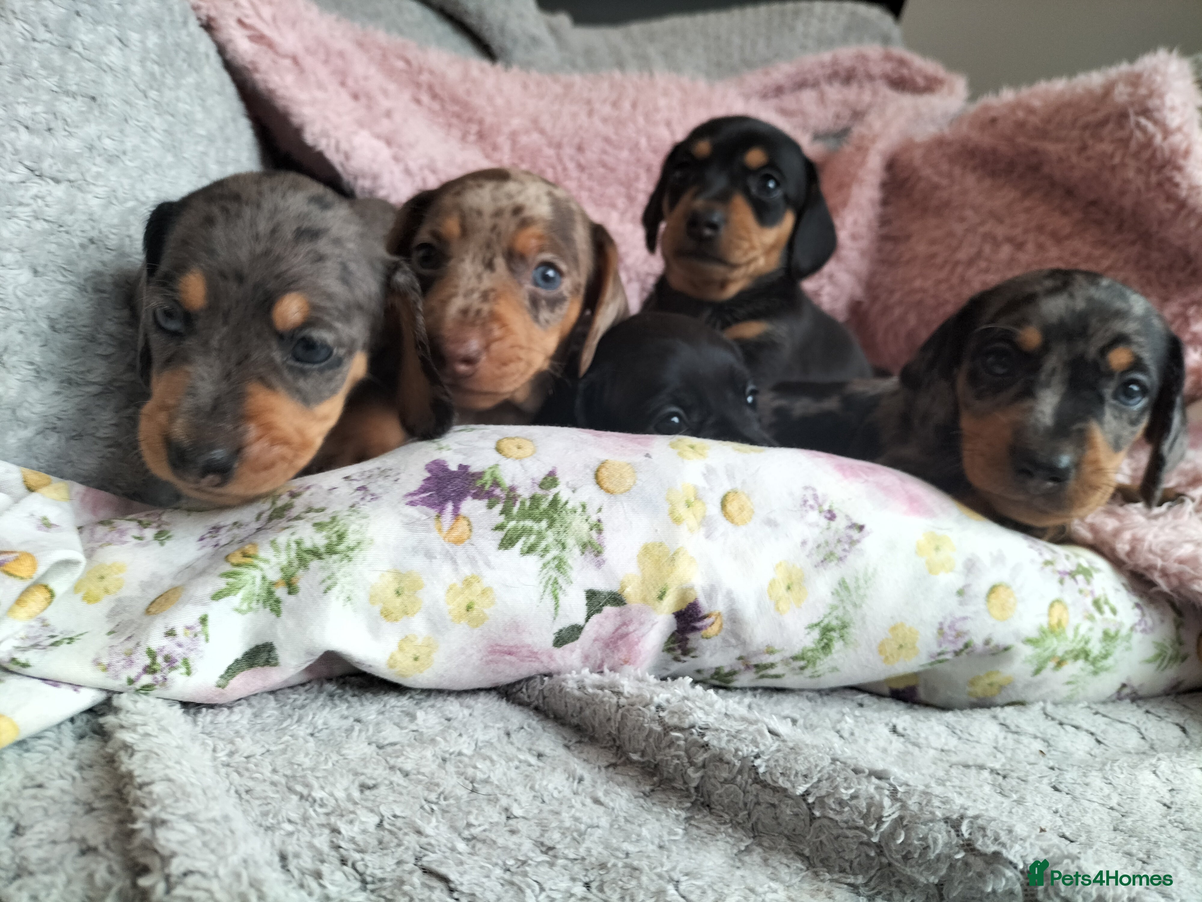 Miniature Dachshund dogs Beautiful miniature dachshunds 😊 - Advert 11