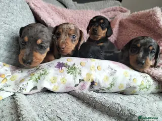 Miniature Dachshund dogs Beautiful miniature dachshunds 😊 - Advert 11