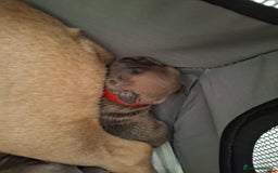 French Bulldog dogs for sale: French bulldog puppies  - Image 4