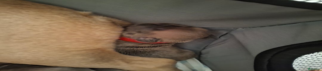 French Bulldog Puppy 4
