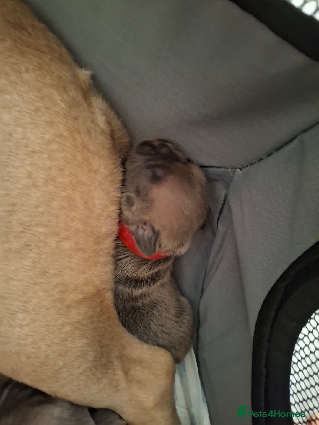 French Bulldog dogs for sale: French bulldog puppies  - Image 4