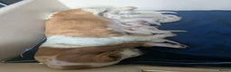 Basset Hound dogs for sale: Quality kc basset hound puppies  in Saint Austell - Advert 2