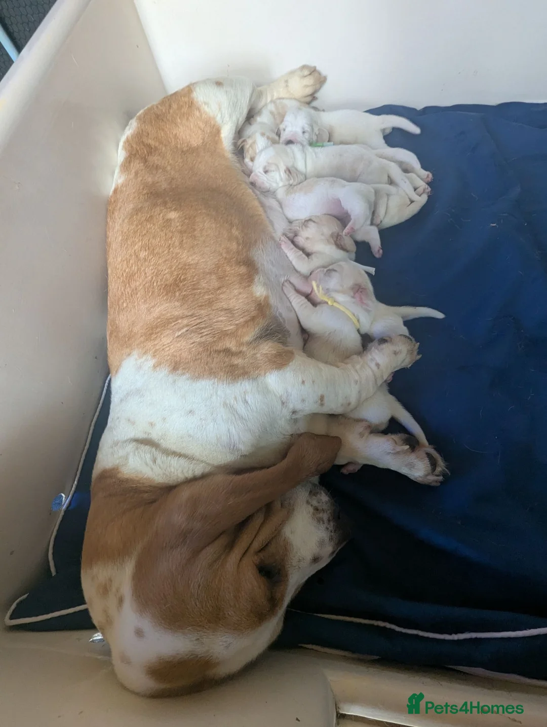 Basset Hound dogs for sale: Quality kc basset hound puppies  in Saint Austell - Advert 2