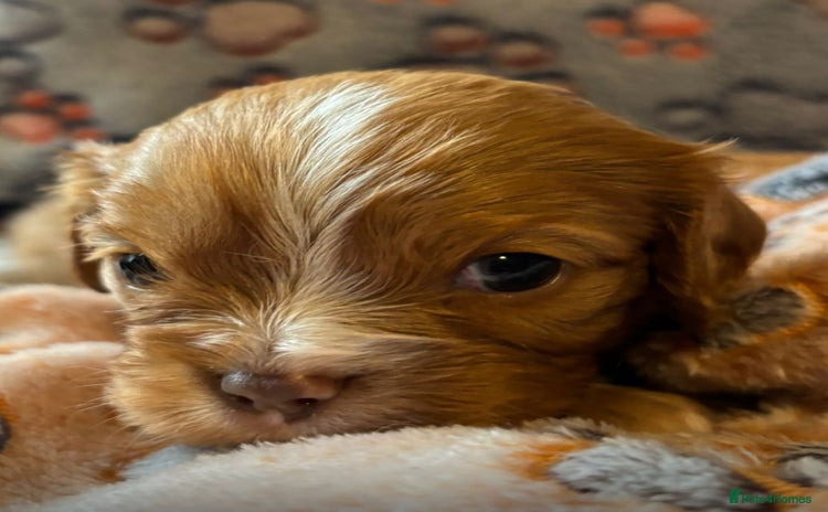 Cavalier King Charles Spaniel dogs - Advert 10