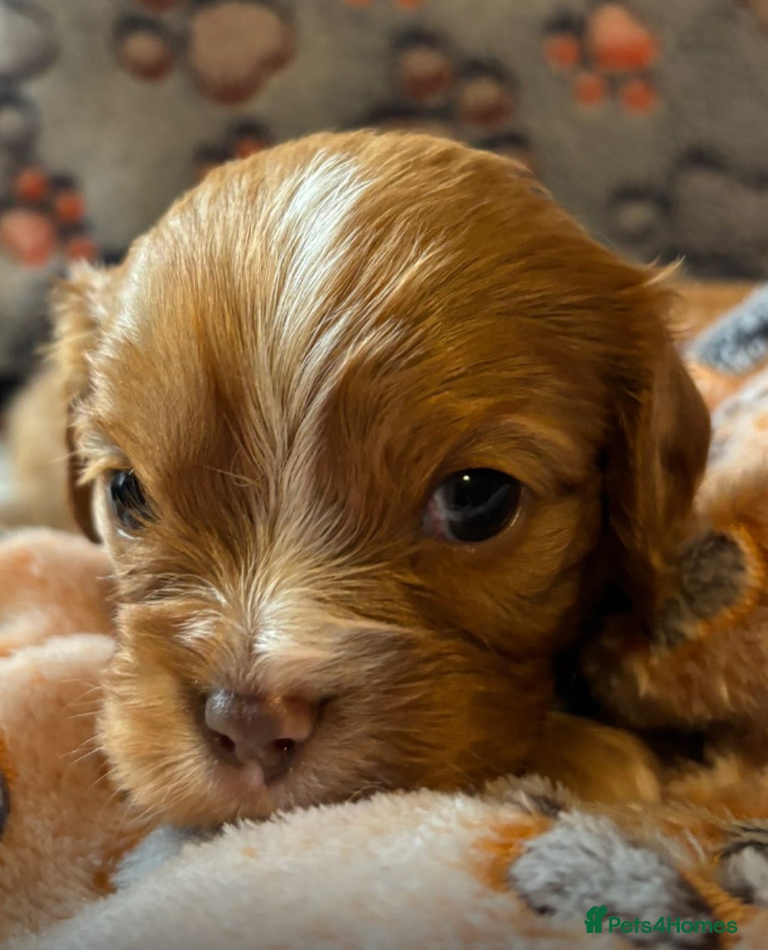Cavalier King Charles Spaniel dogs for sale: Chocolate Cavalier Puppies  - Image 1