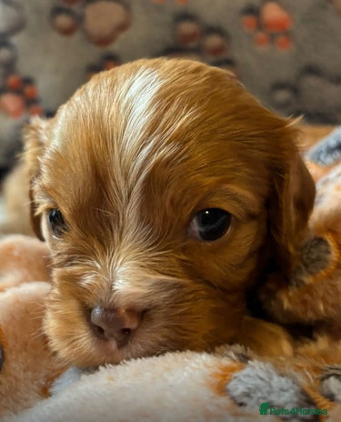 Cavalier King Charles Spaniel dogs - Advert 11
