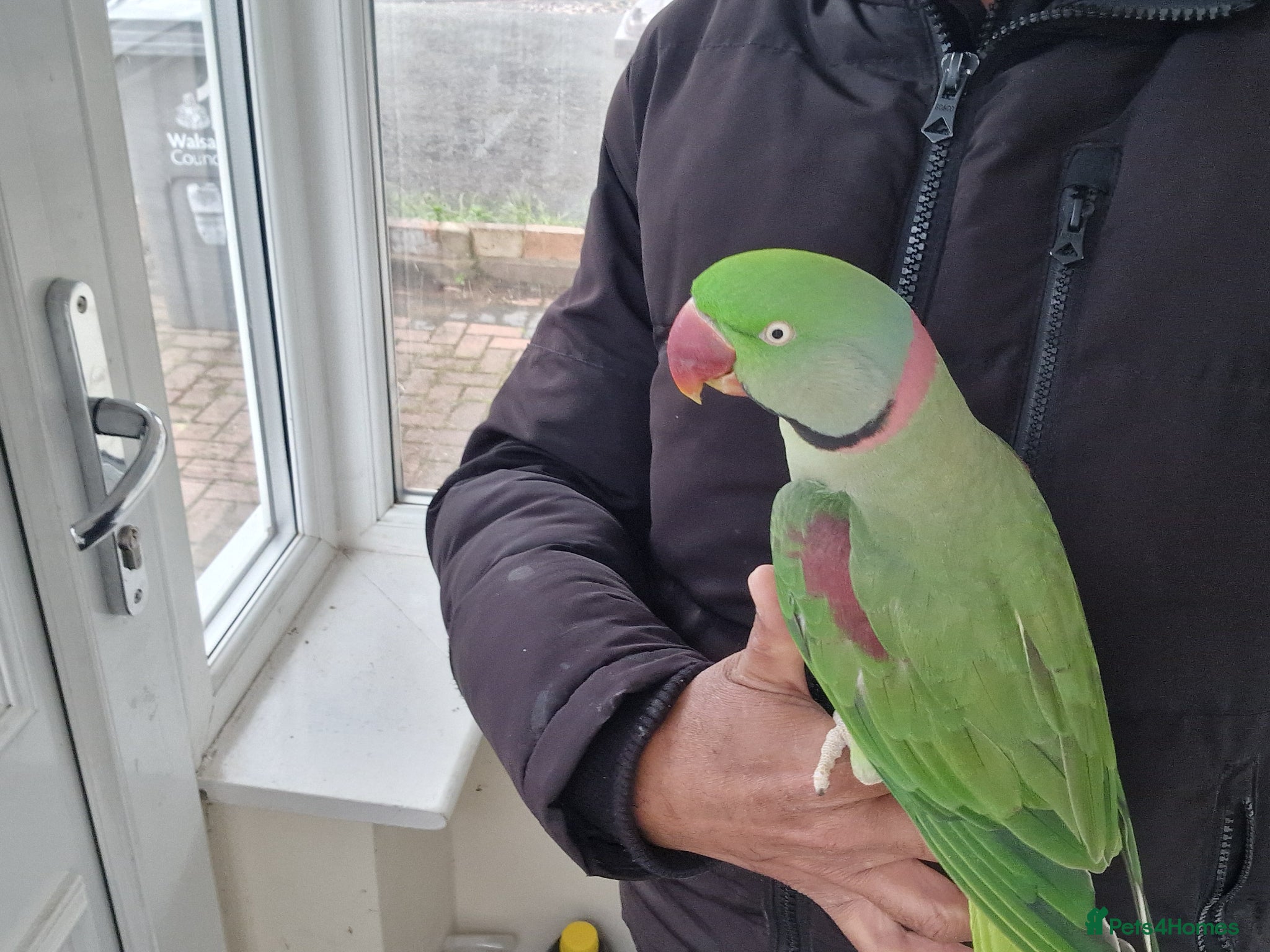 Parrots birds Super Tamed Alexanderian Parrot for sale - Advert 7