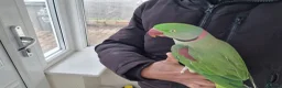 Parrots birds for sale: Super Tamed Alexanderian Parrot for sale - Advert 9